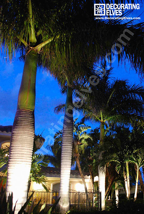 Uplighting for Royal Palms