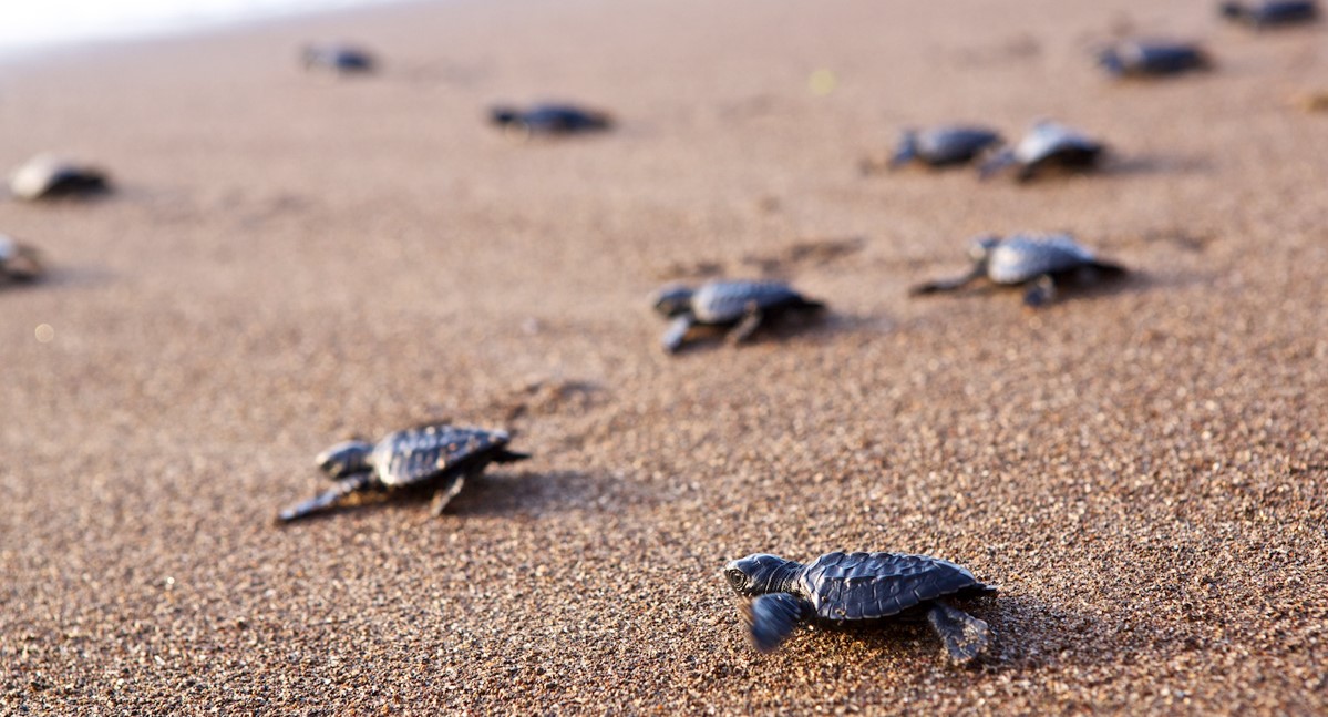 sea turtles Florida
