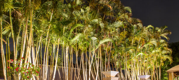 Lit up bamboo in pool area of high end residential home