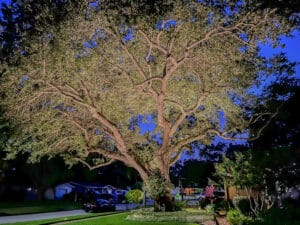 Beautifully uplit oak tree in front of St. Petersburg home