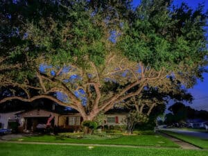 Beautifully uplit oak tree in front of St. Petersburg home